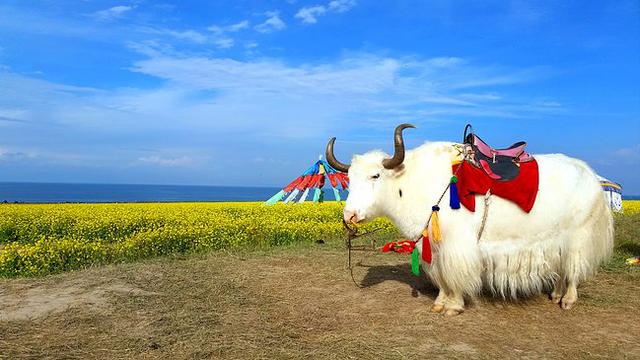 西北旅游那些需要规避的坑 西北旅游该注意哪些？